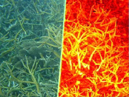 Example coral image and corresponding confidence image of live A. cervicornis