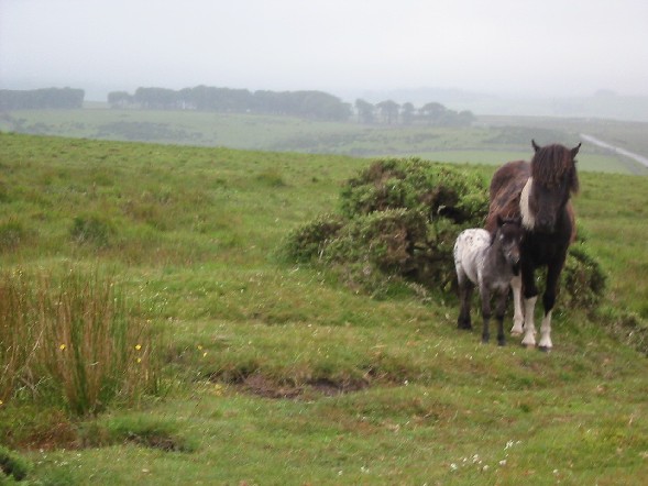 Image of Pony and her colt stand braced against the cold wind.