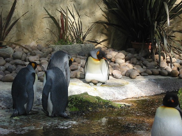 Image of Birdland in Bourton-on-the-Water