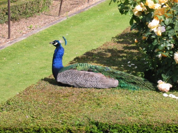 Image of Peacock