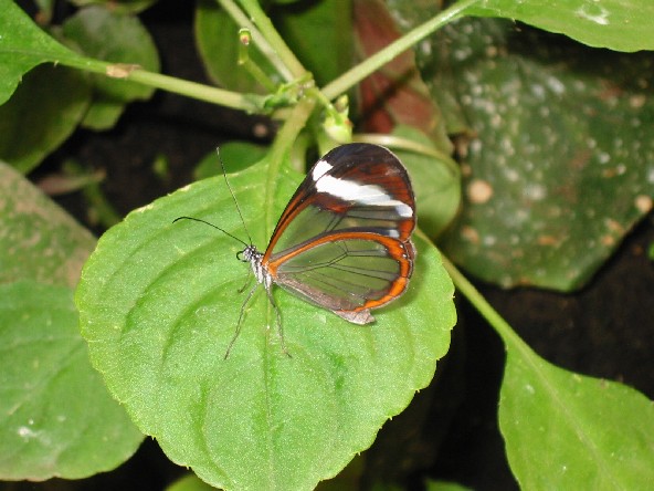 Image of Glass Wing Butterfly