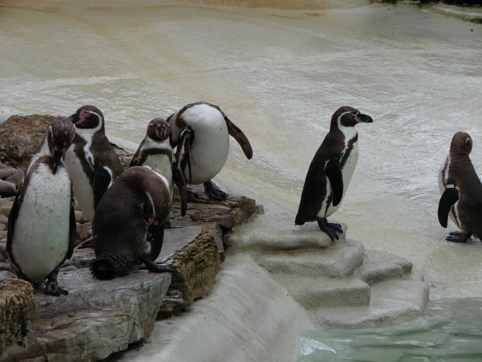 England Trip 2007 - Cotswold Wildlife Park