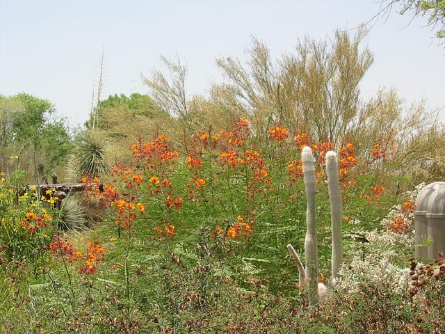 Image of 
Beautiful Flowers in the Desert Museum Gardens