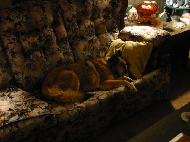 Image of Jim and Nan's Dog Abbie